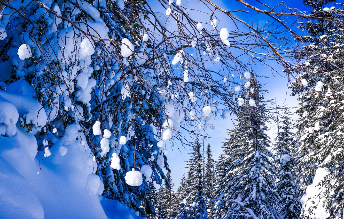 Photo wallpaper winter, forest, snow, trees, branches, Russia, Khabarovsk Krai