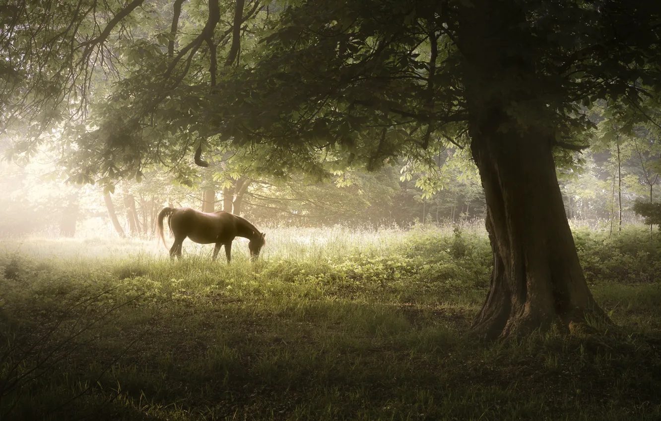 Photo wallpaper nature, fog, tree, horse