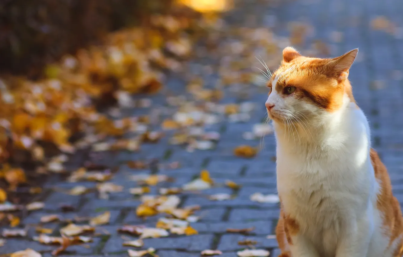 Photo wallpaper road, autumn, cat, cat, look, face, leaves, light