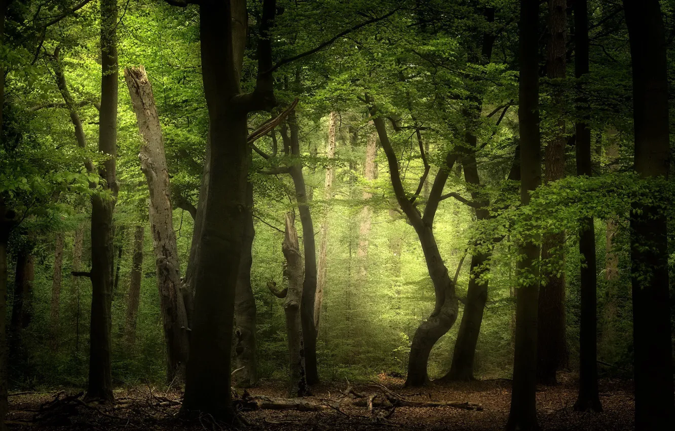 Photo wallpaper forest, trees, nature