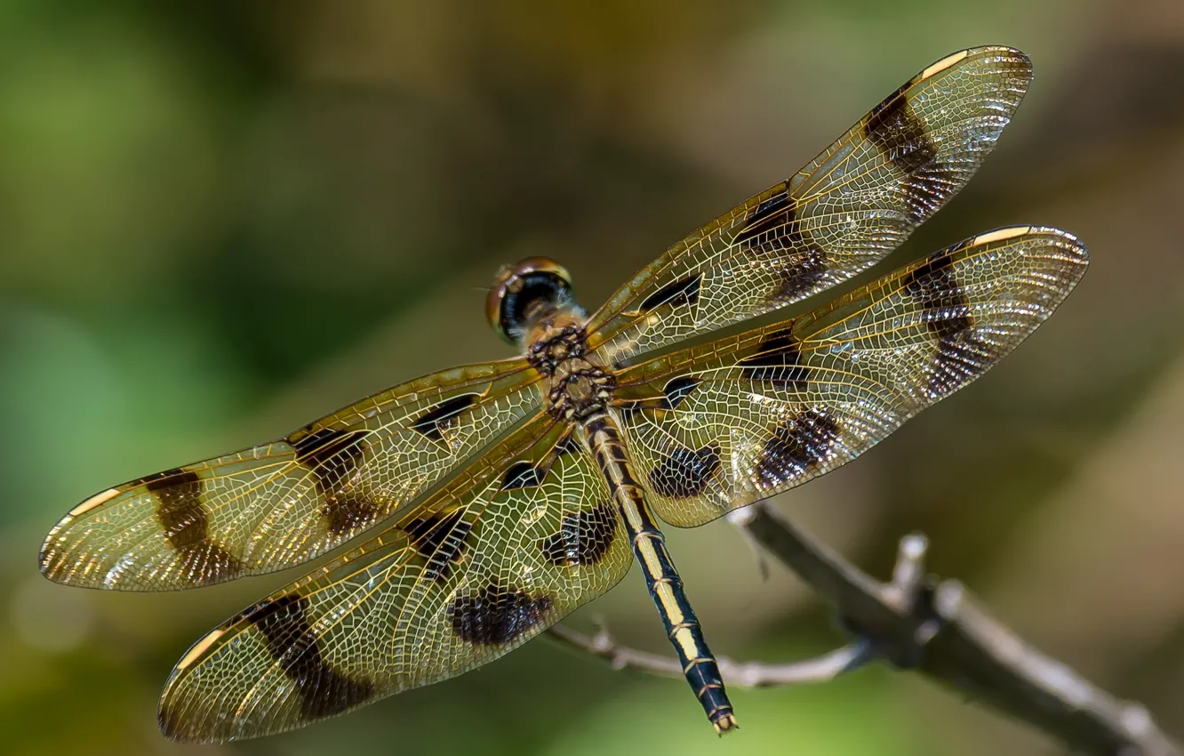 Photo wallpaper macro, wings, dragonfly, insect