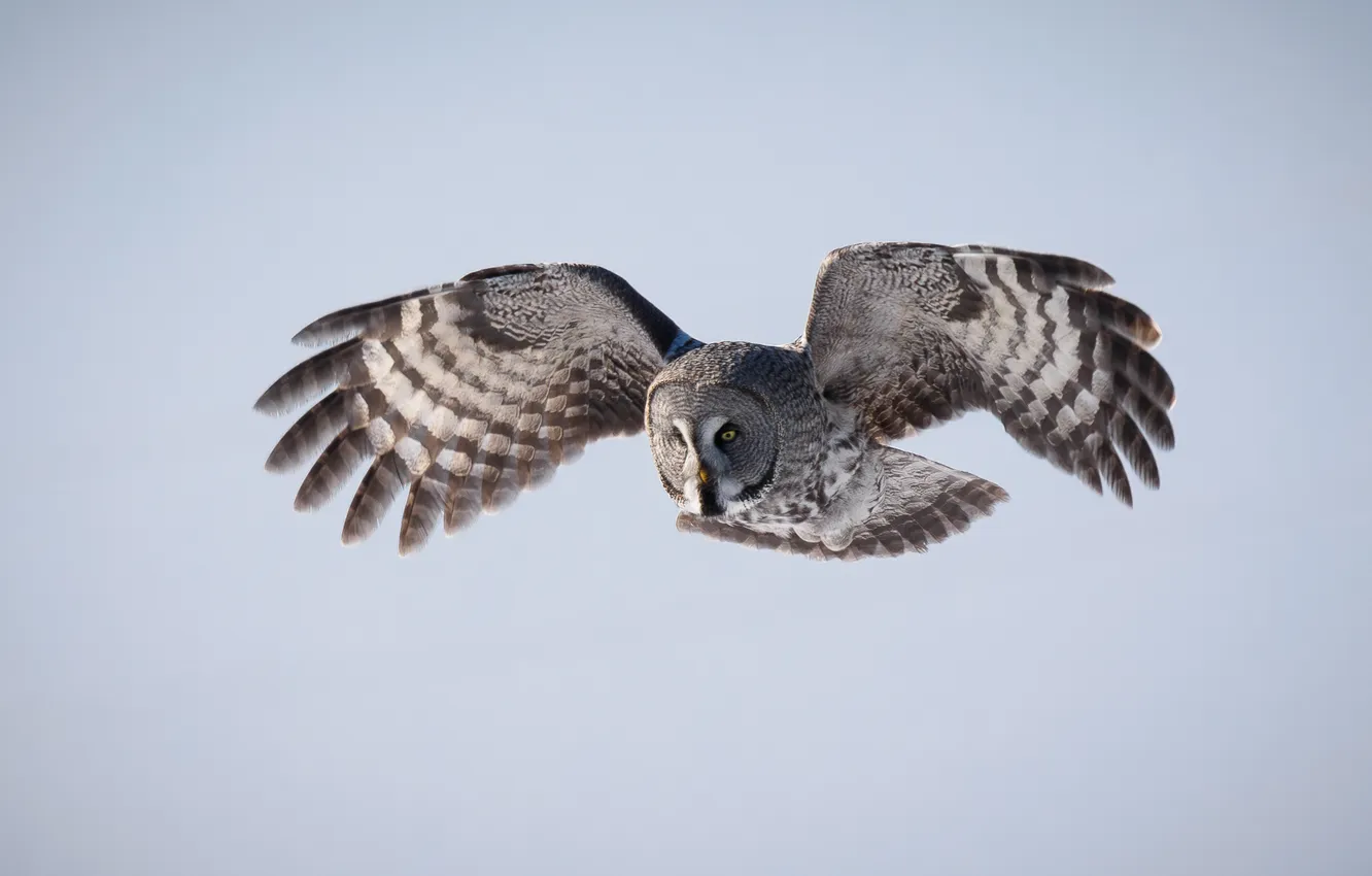 Photo wallpaper Predator, look, owl, hunter