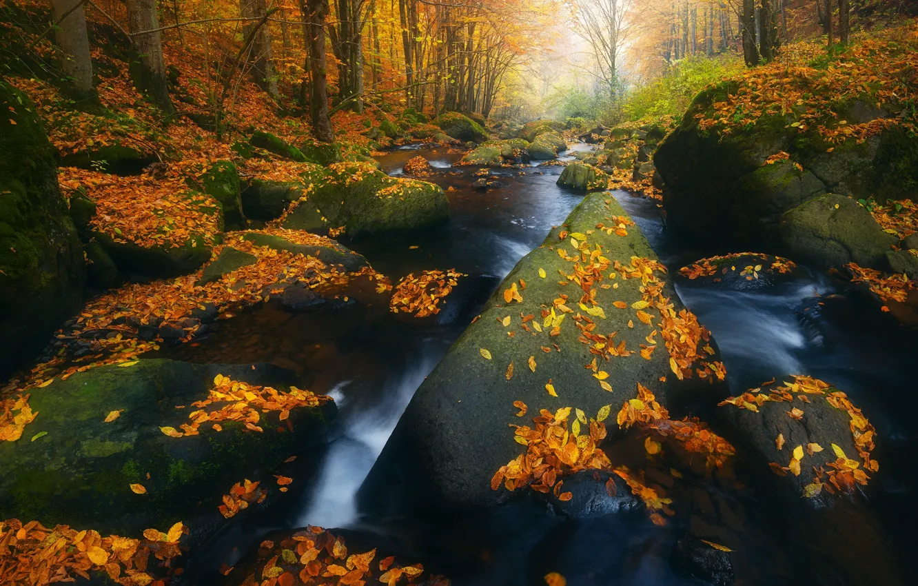 Photo wallpaper autumn, forest, leaves, landscape, nature, stream, stones, boulders