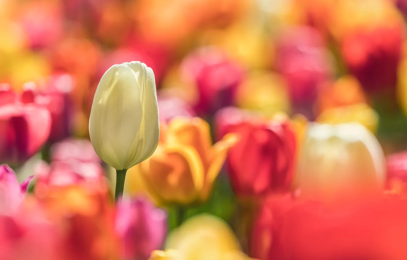 Photo wallpaper flowers, nature, spring, tulips