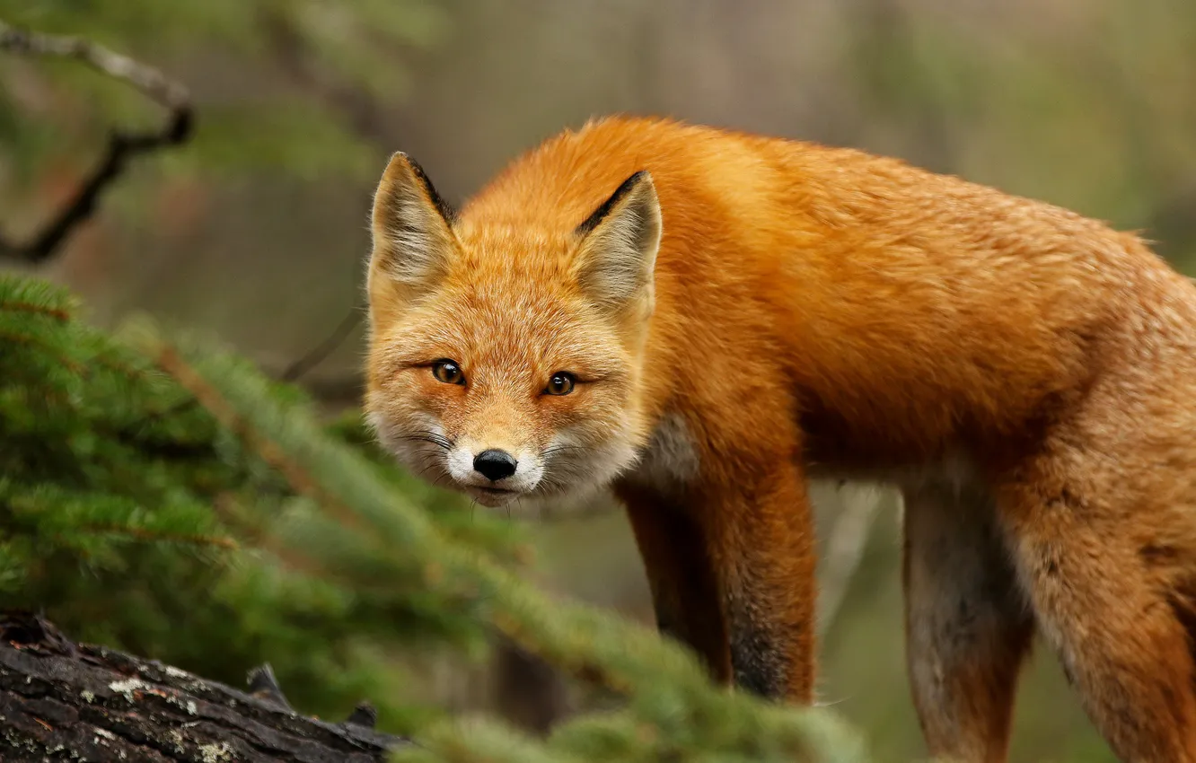 Photo wallpaper look, branches, nature, animal, Fox, needles, Fox