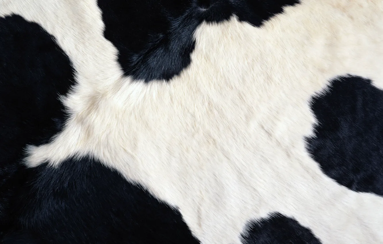 Photo wallpaper white, black, cow, wool, texture, Bessie