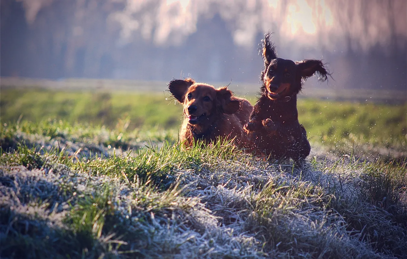 Photo wallpaper dogs, grass, joy, squirt, mood, lawn, stay, dog