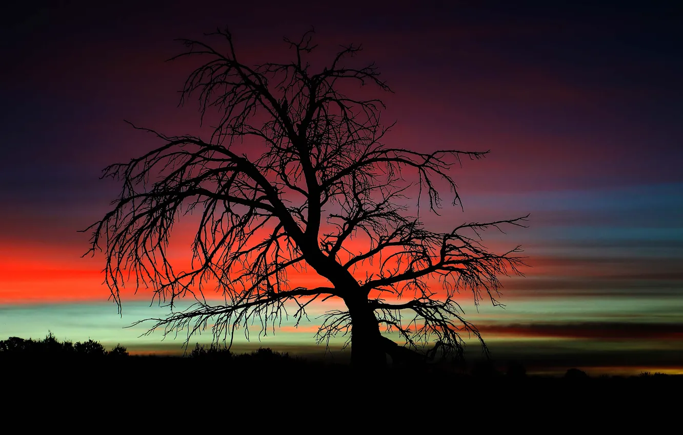 Photo wallpaper twilight, tree, dusk, branches, darkness, silhouettes