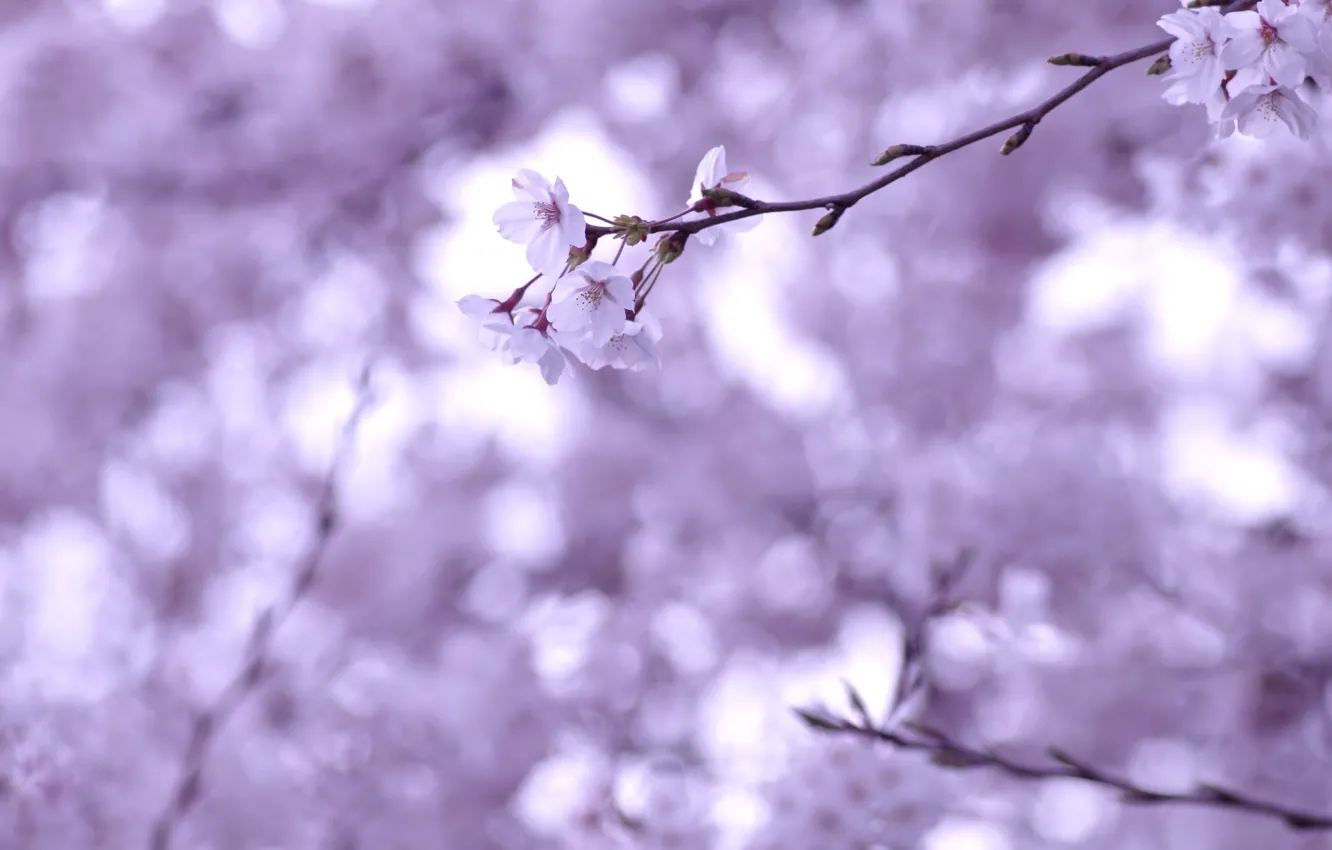 Photo wallpaper macro, flowers, cherry, sprig, branch, tenderness, spring, blur