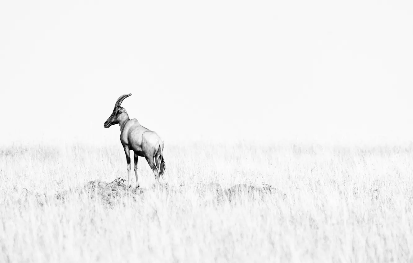 Photo wallpaper space, Savannah, antelope