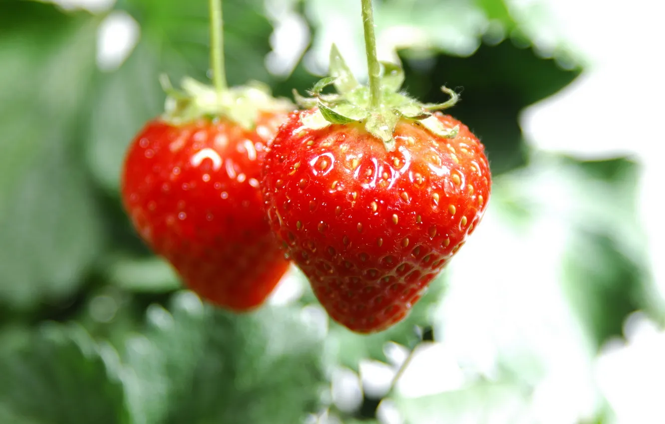 Photo wallpaper macro, berries, strawberry, fruit, vitamins, macro, strawberry, 2560x1600