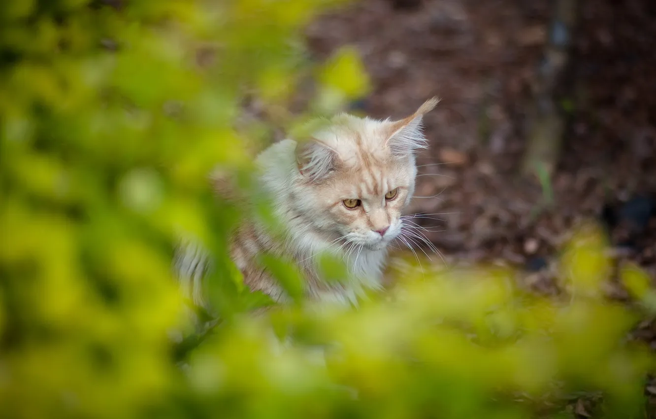 Photo wallpaper cat, summer, nature