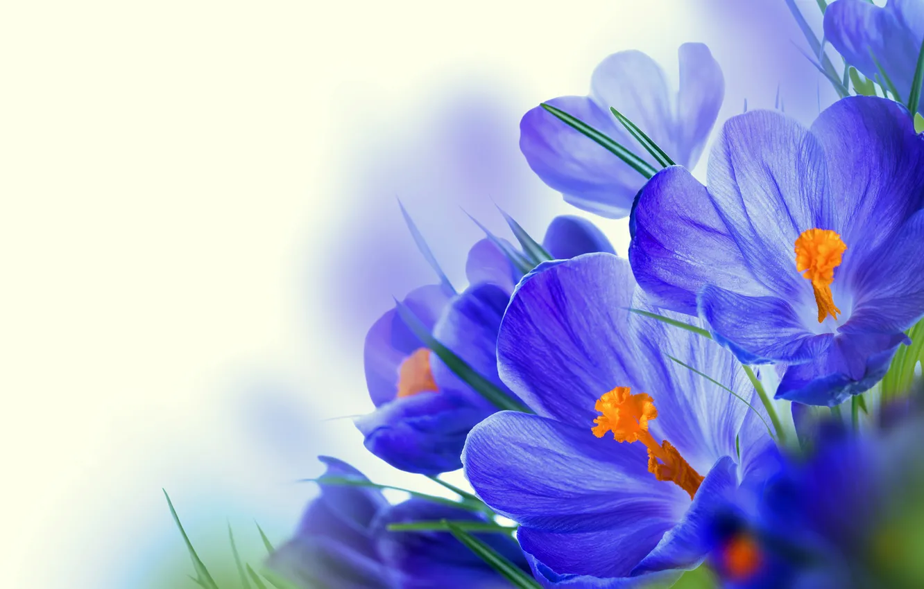 Photo wallpaper macro, nature, petals, crocuses
