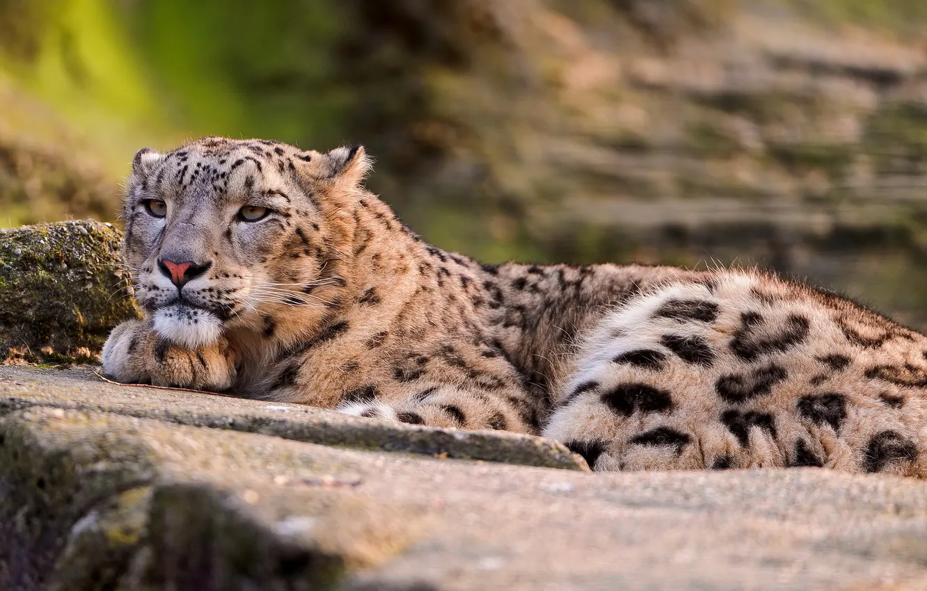Photo wallpaper look, stay, IRBIS, snow leopard