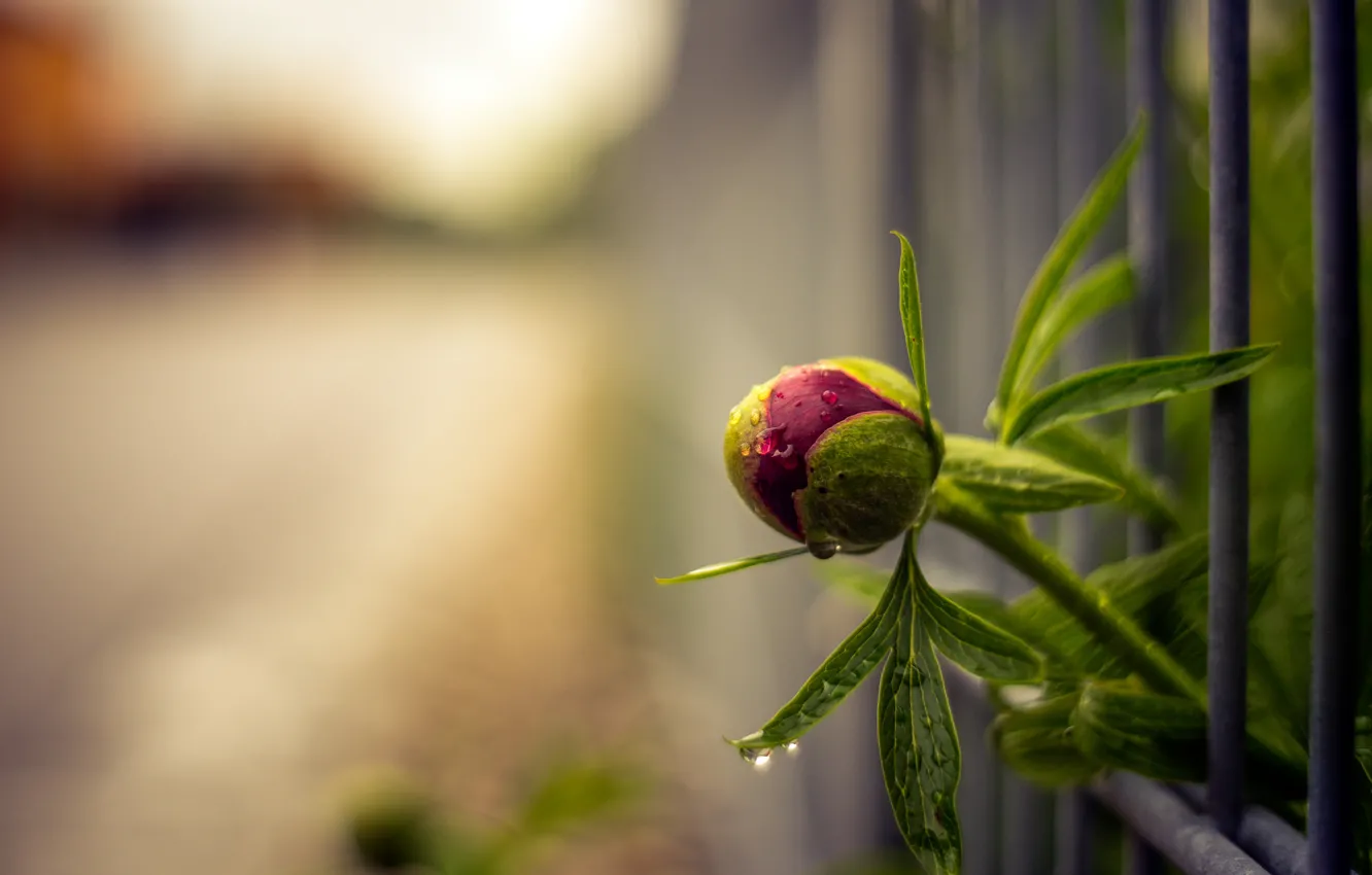 Photo wallpaper flowers, background, the fence