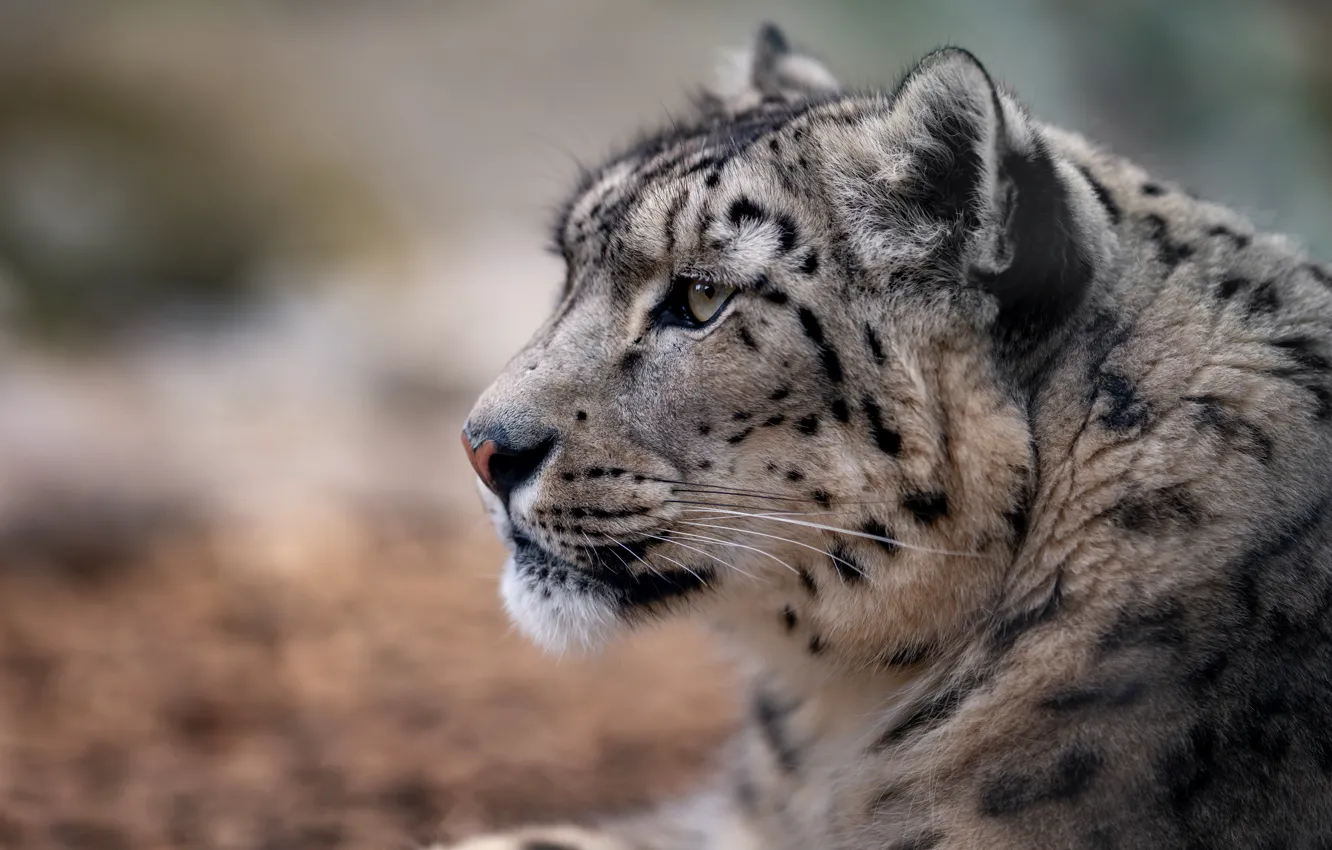 Photo wallpaper cat, look, background, portrait, profile, IRBIS, snow leopard