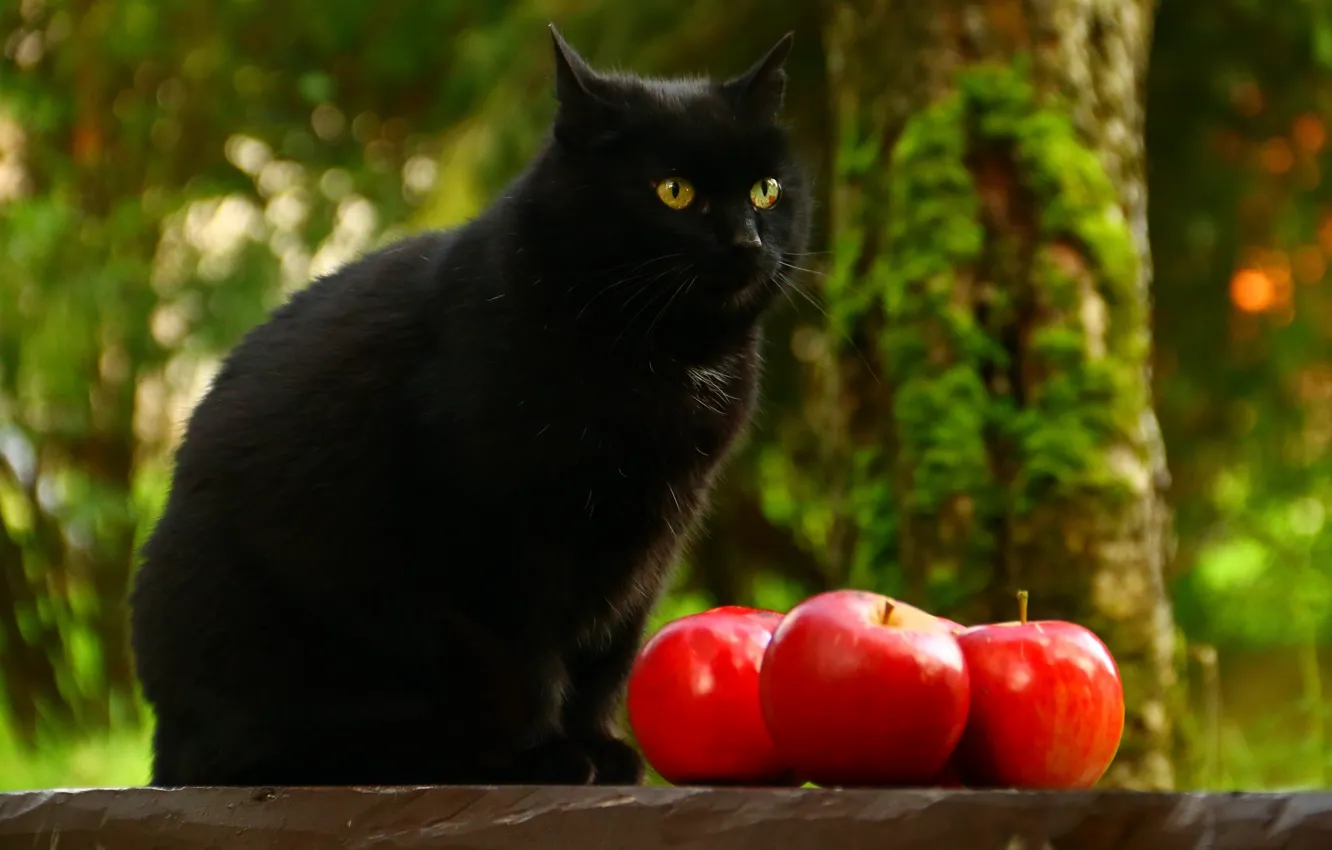 Photo wallpaper cat, cat, look, nature, background, tree, black, apples