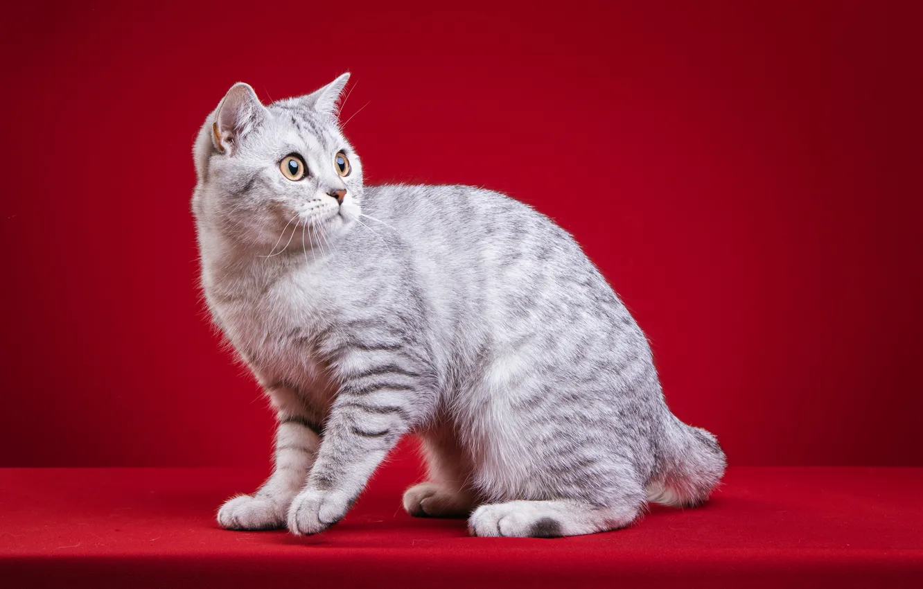 Photo wallpaper cat, cat, red background, photoshoot, British, fotomodel