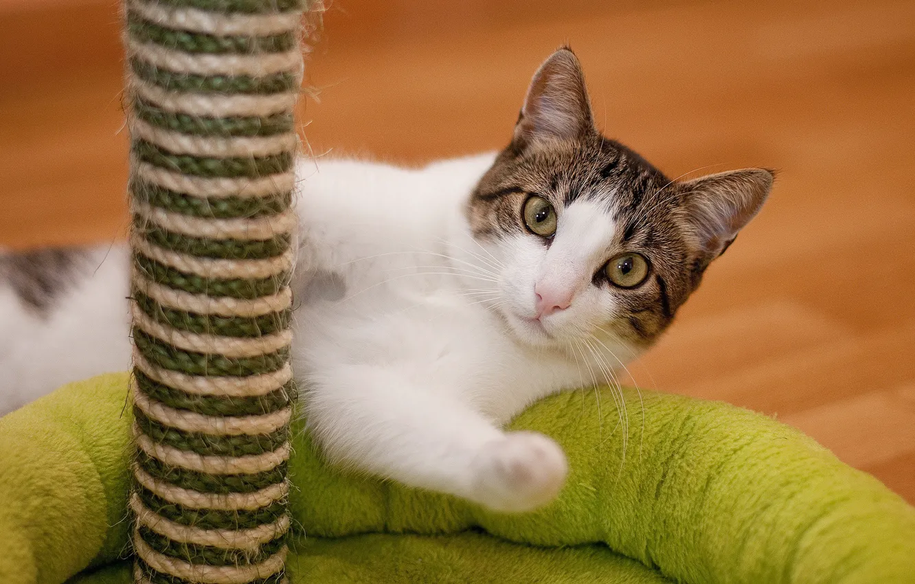 Photo wallpaper cat, cat, look, face, pose, green, background, paws