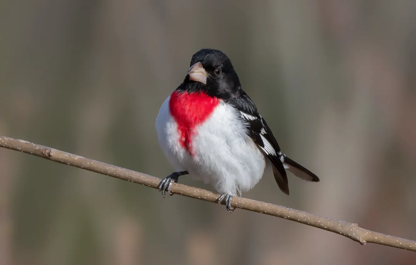Photo wallpaper nature, bird, The red-breasted cardinal Dubonosov