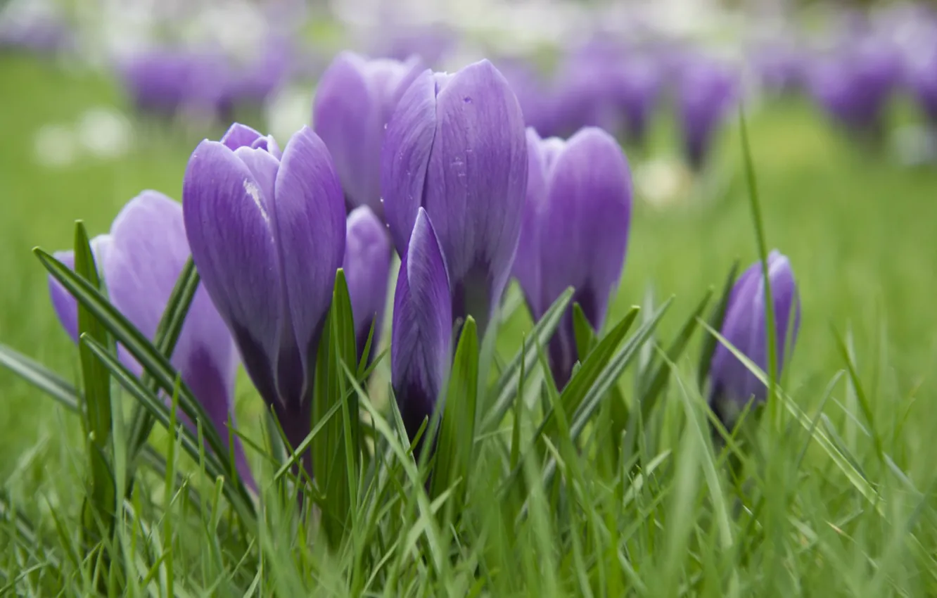 Photo wallpaper purple, crocuses, in the grass, blurred background