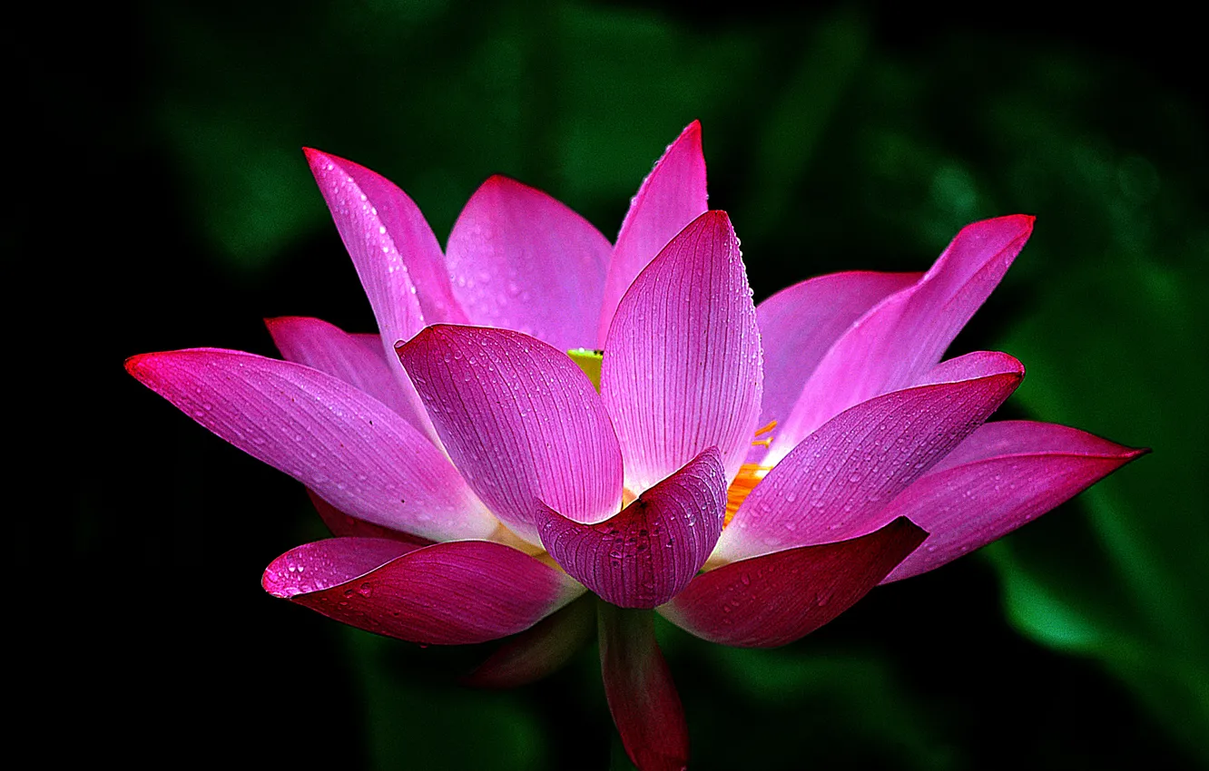 Photo wallpaper leaves, water, drops, macro, petals, Lotus