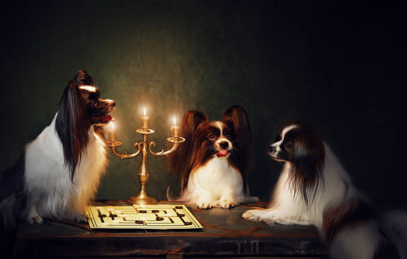 Photo wallpaper dogs, background, the situation, trio, candle holder, checkers, Trinity, Papillon