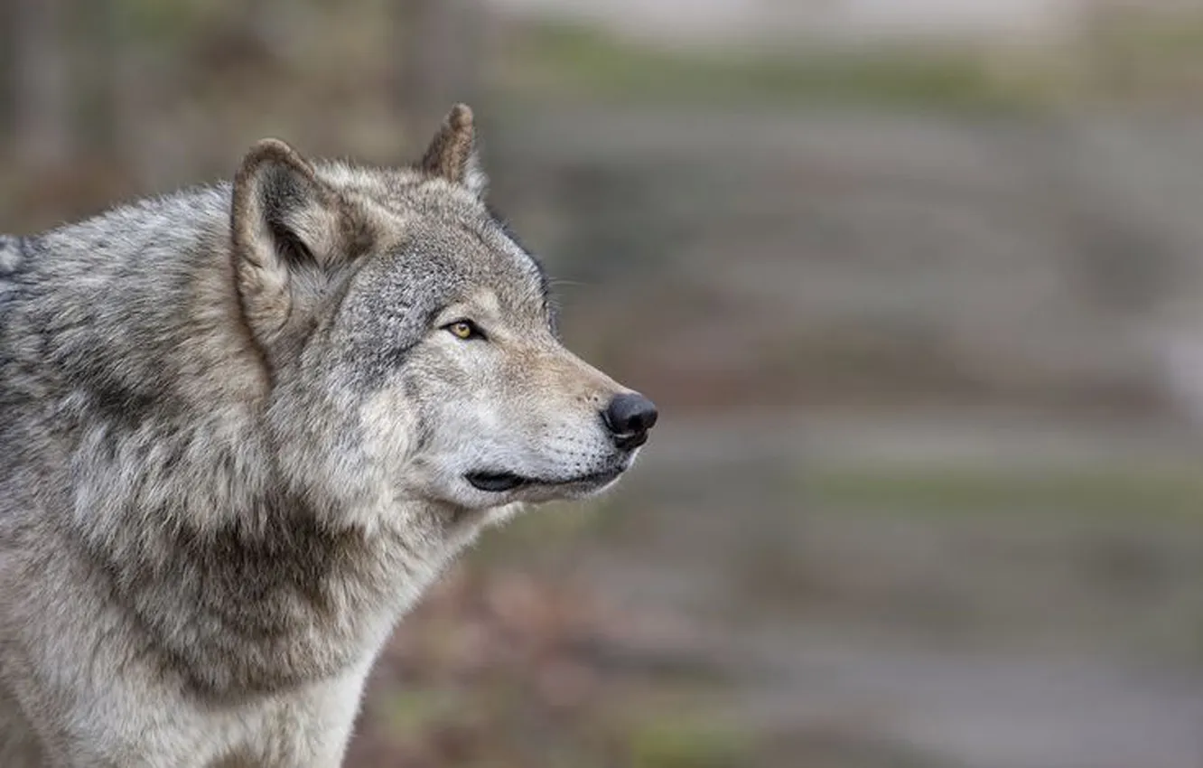 Photo wallpaper nature, Gray Wolf, face, animal, wolf, canis lupus, wildlife, head