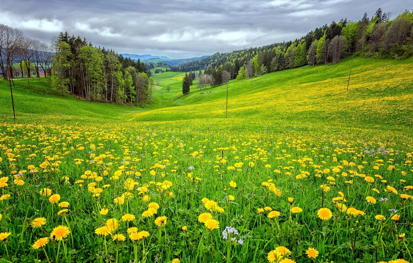Photo wallpaper forest, the sky, grass, clouds, trees, landscape, flowers, nature