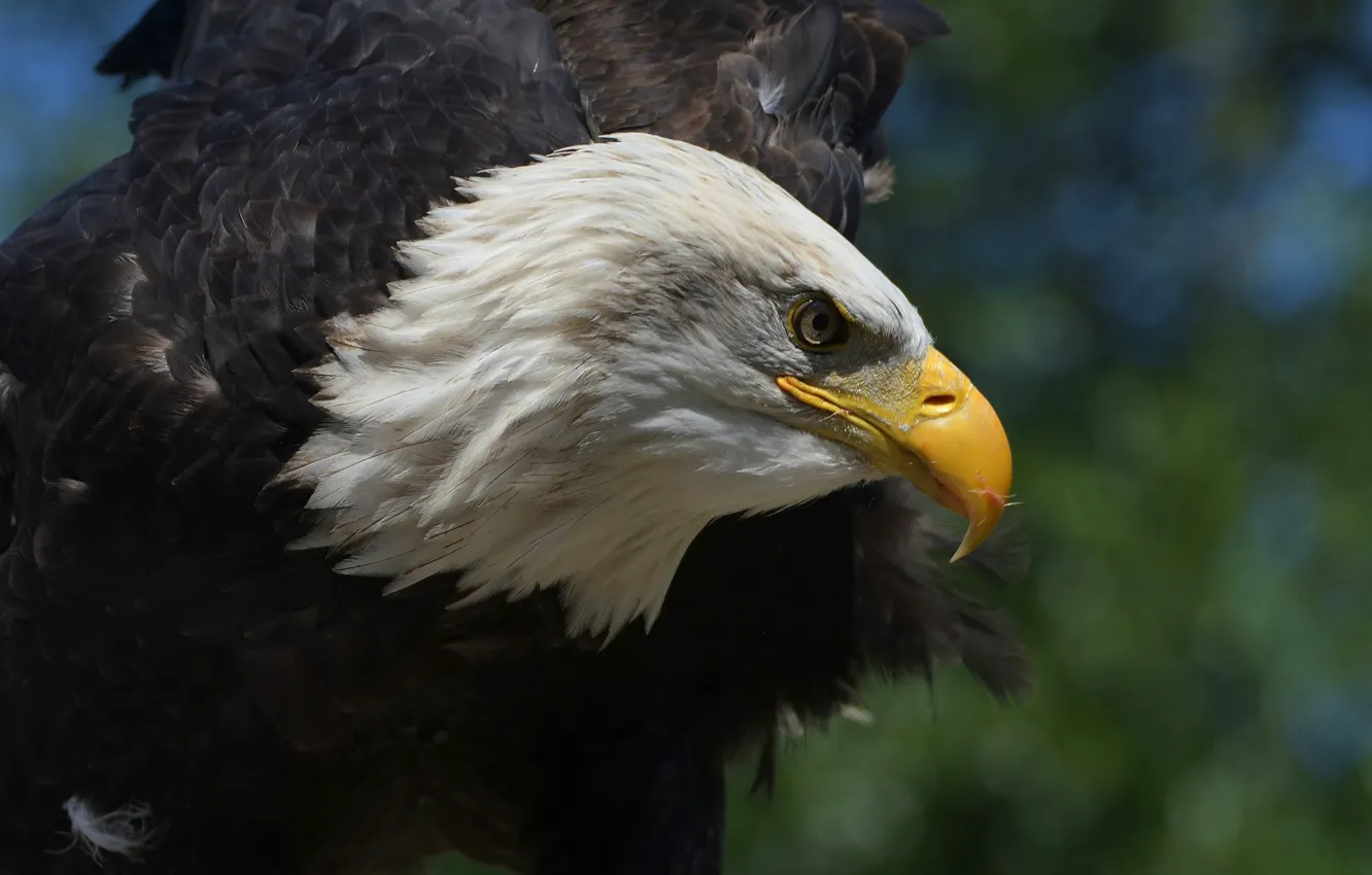 Photo wallpaper look, background, bird, eagle, portrait, wings, predator, profile