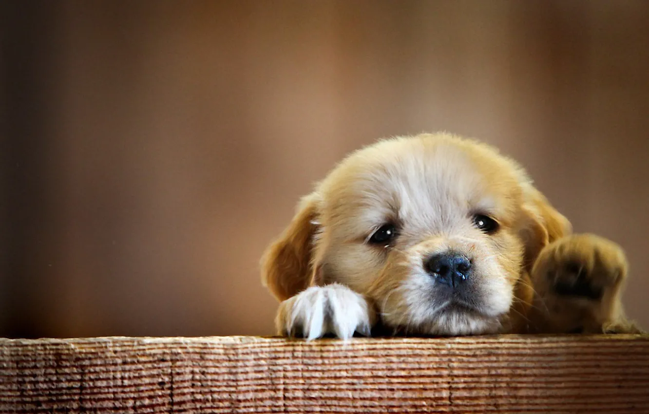 Photo wallpaper nature, animal, puppy