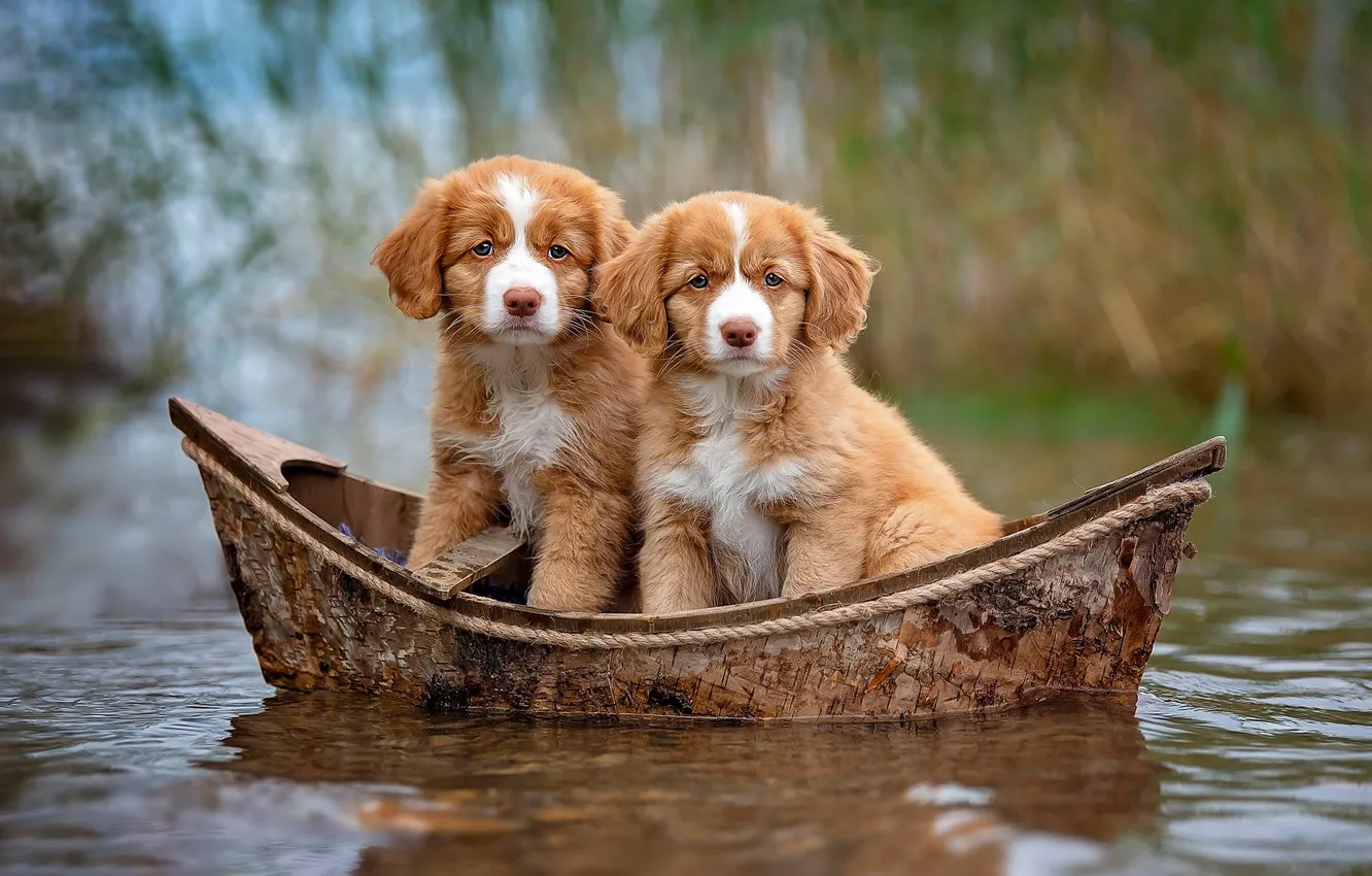 Photo wallpaper dogs, look, water, nature, background, boat, puppies, red