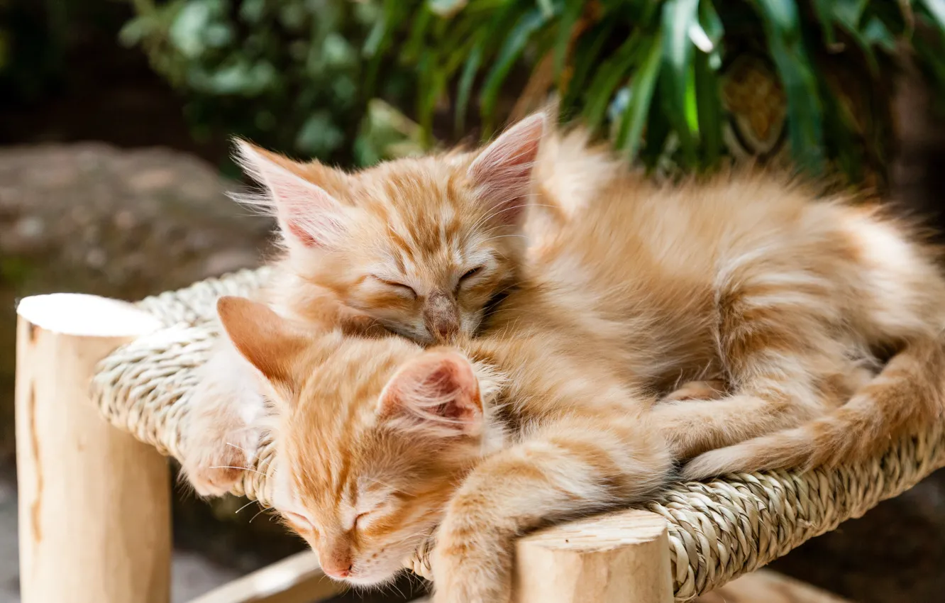 Photo wallpaper animal, sweetheart, kitty, two, animal, cute, pets, Pets