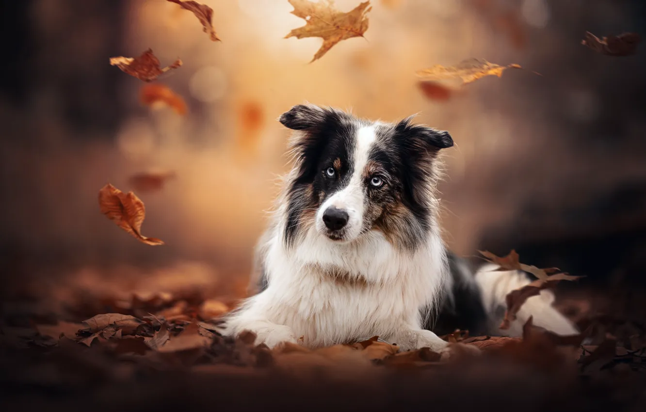 Photo wallpaper autumn, leaves, dog