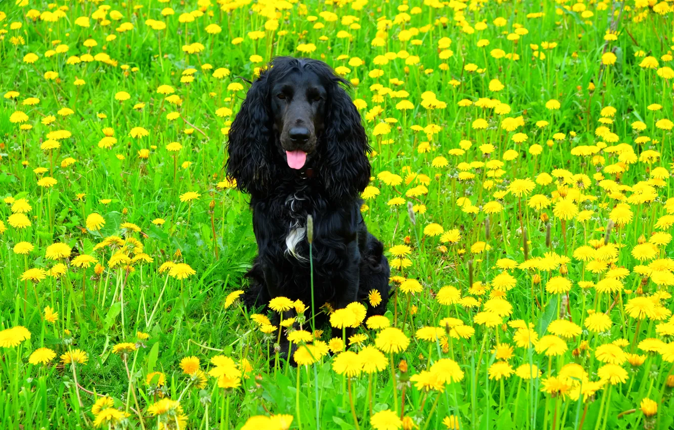 Photo wallpaper dogs, dog, dandelions, Spaniel, black dog, Cocker Spaniel, dog in flowers, the dandelion field