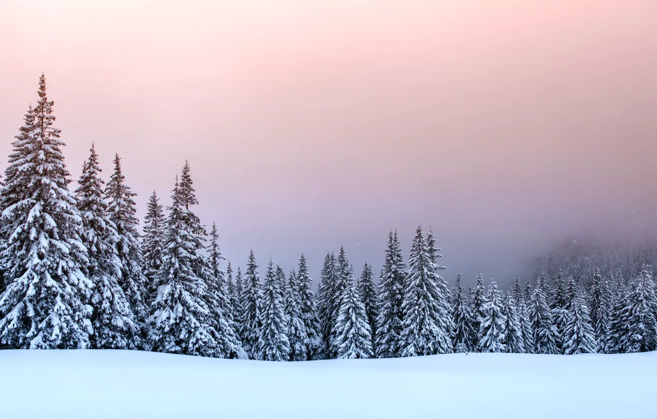 Photo wallpaper winter, snow, trees, landscape, tree, forest, landscape, winter