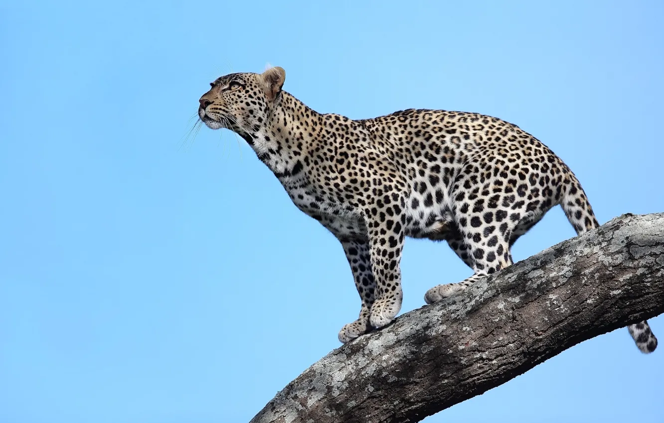 Photo wallpaper look, trees, predator, leopard, Africa, Tanzania