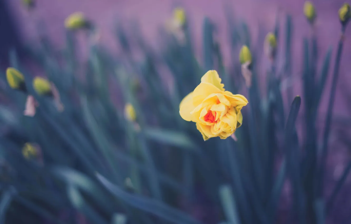 Photo wallpaper flowers, yellow, petals