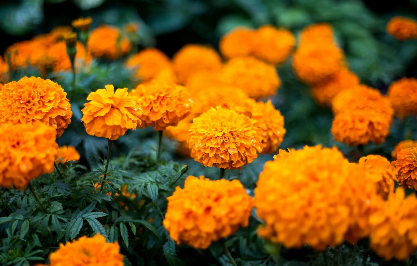 Photo wallpaper flowers, orange, buds, flowering