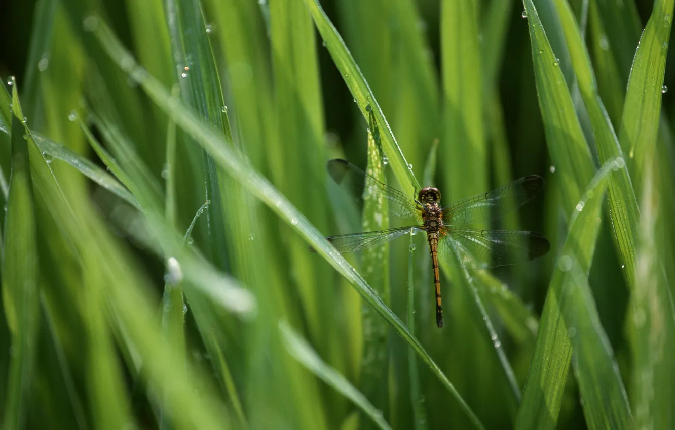 Photo wallpaper greens, macro, freshness, nature, animal, spring
