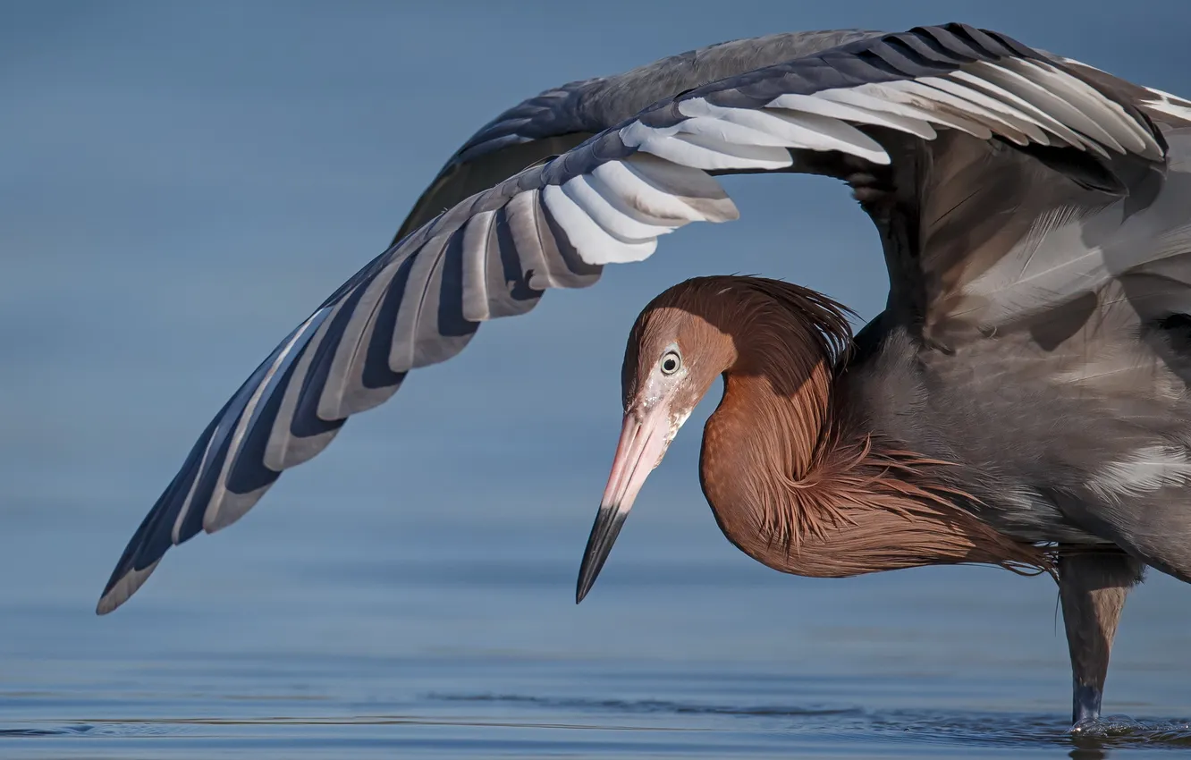 Photo wallpaper water, nature, bird
