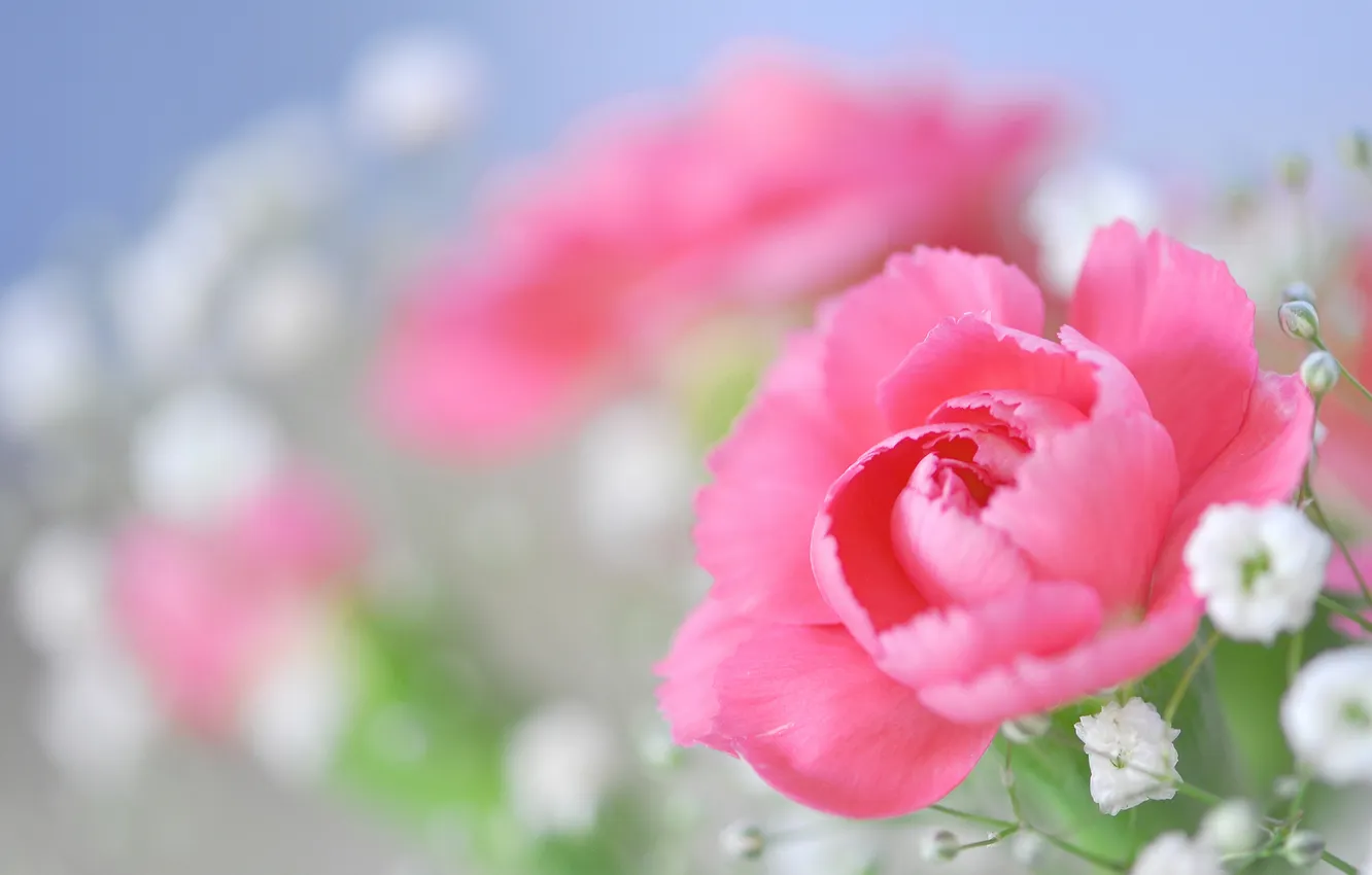 Photo wallpaper flowers, pink, rose, gypsophila