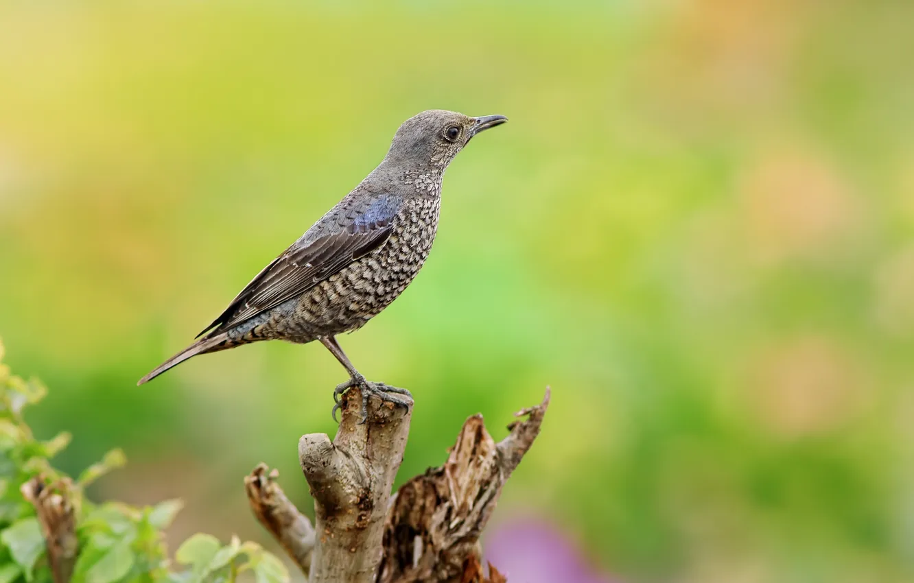 Photo wallpaper blue, bird, branch, stone, thrush