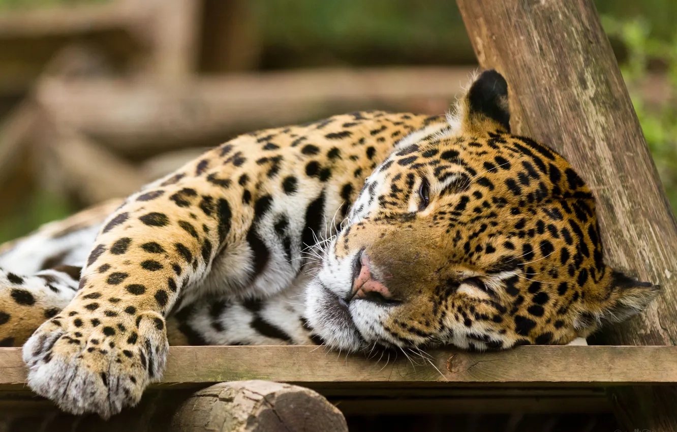 Photo wallpaper cat, stay, Jaguar