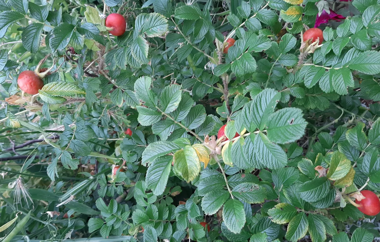 Photo wallpaper fruit, Krzak, Wild Rose, Hawthorn