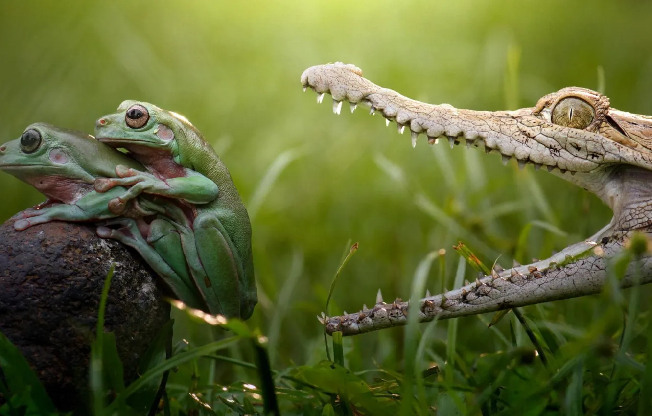 Photo wallpaper love, green, lake, danger, frog, legs, teeth, crocodile