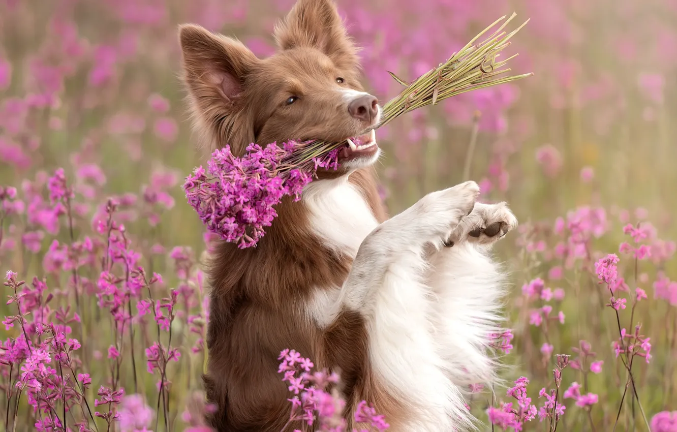 Photo wallpaper flowers, nature, pose, dog, a bunch, dog, the border collie, Irina Kovaleva