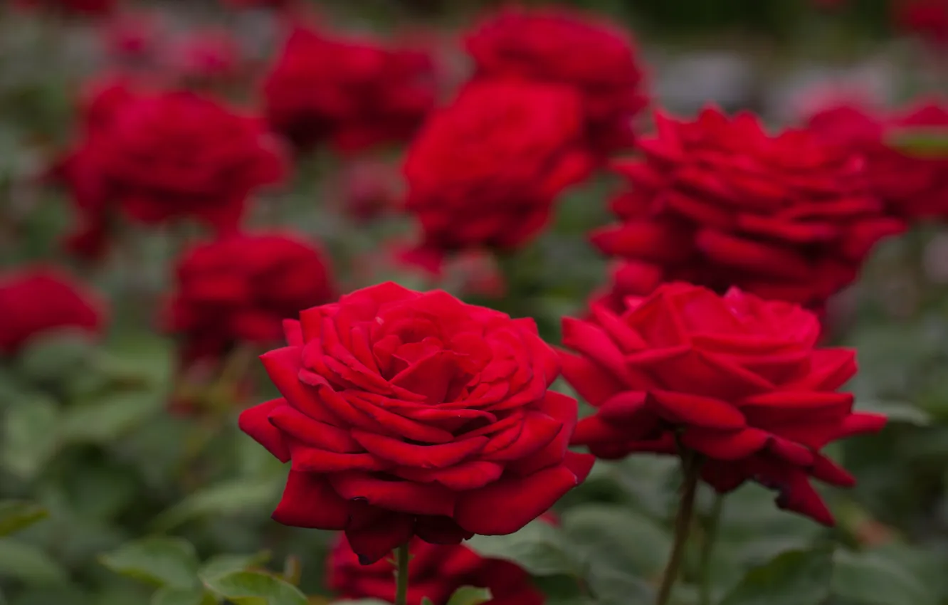 Photo wallpaper roses, bokeh, red roses