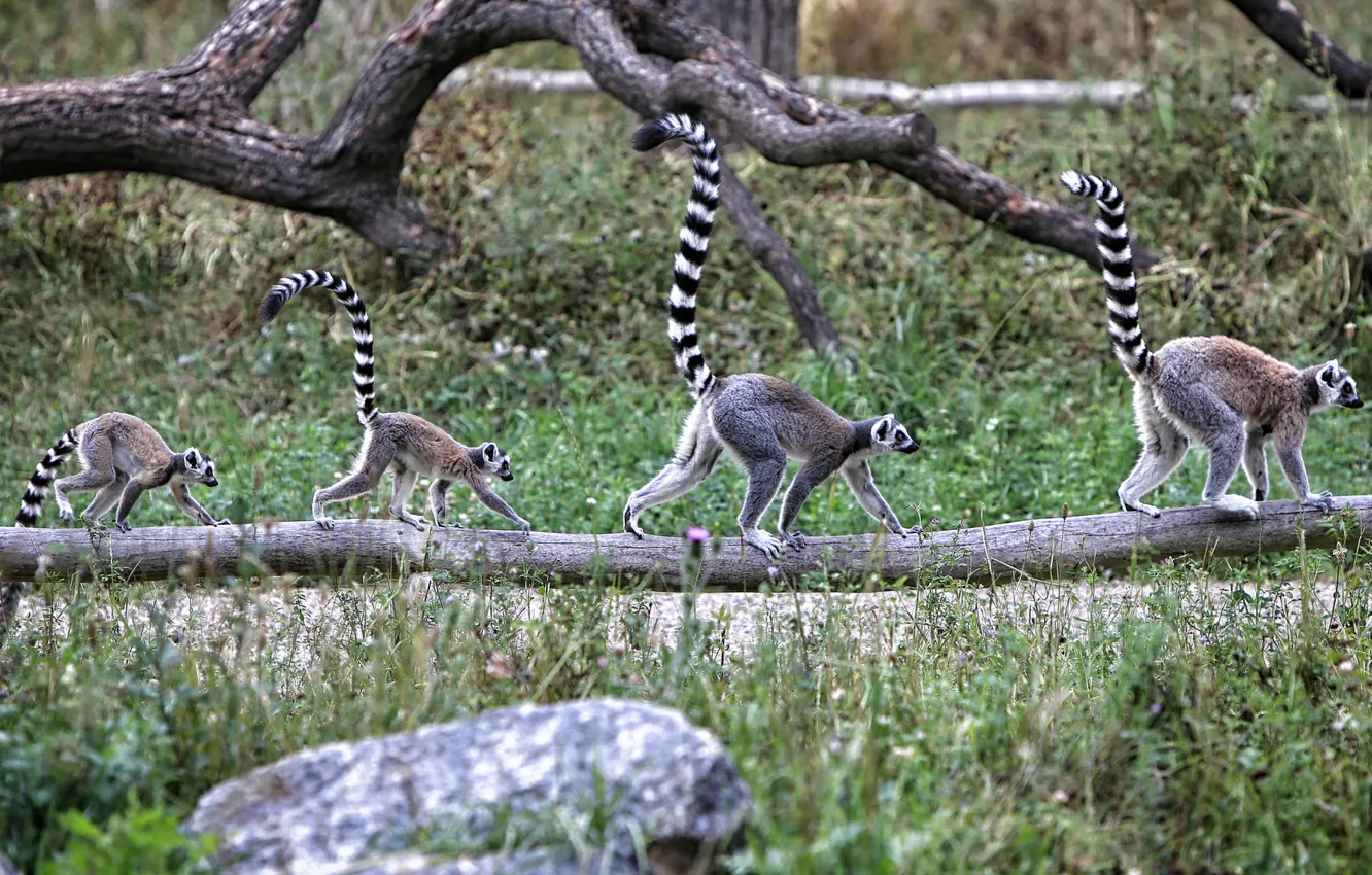 Photo wallpaper tail, lemur, funny