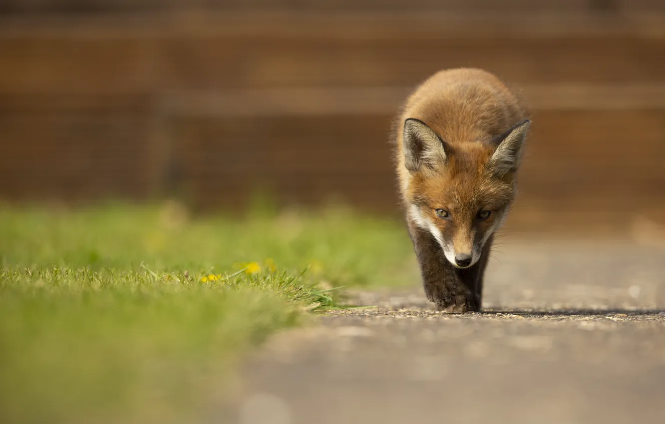 Photo wallpaper Fox, walk, Fox